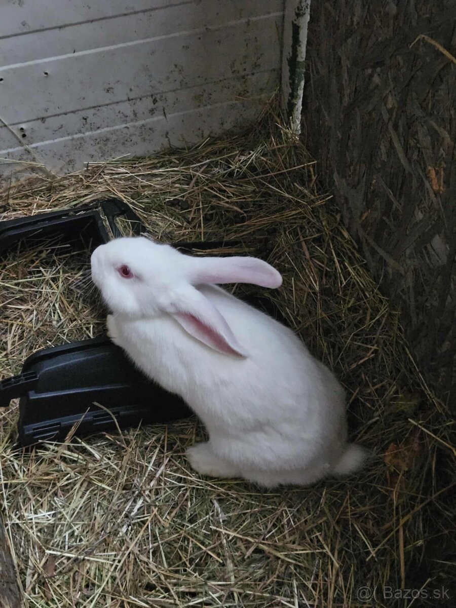 Predám 3 zajace - 2