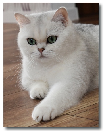 Bristka kratkosrsta macka - 2