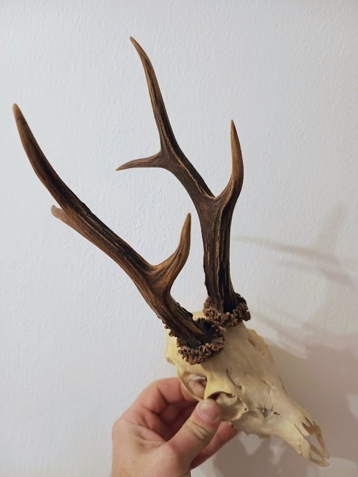 Trofej trofeje parohy parožie zhody,, - 2