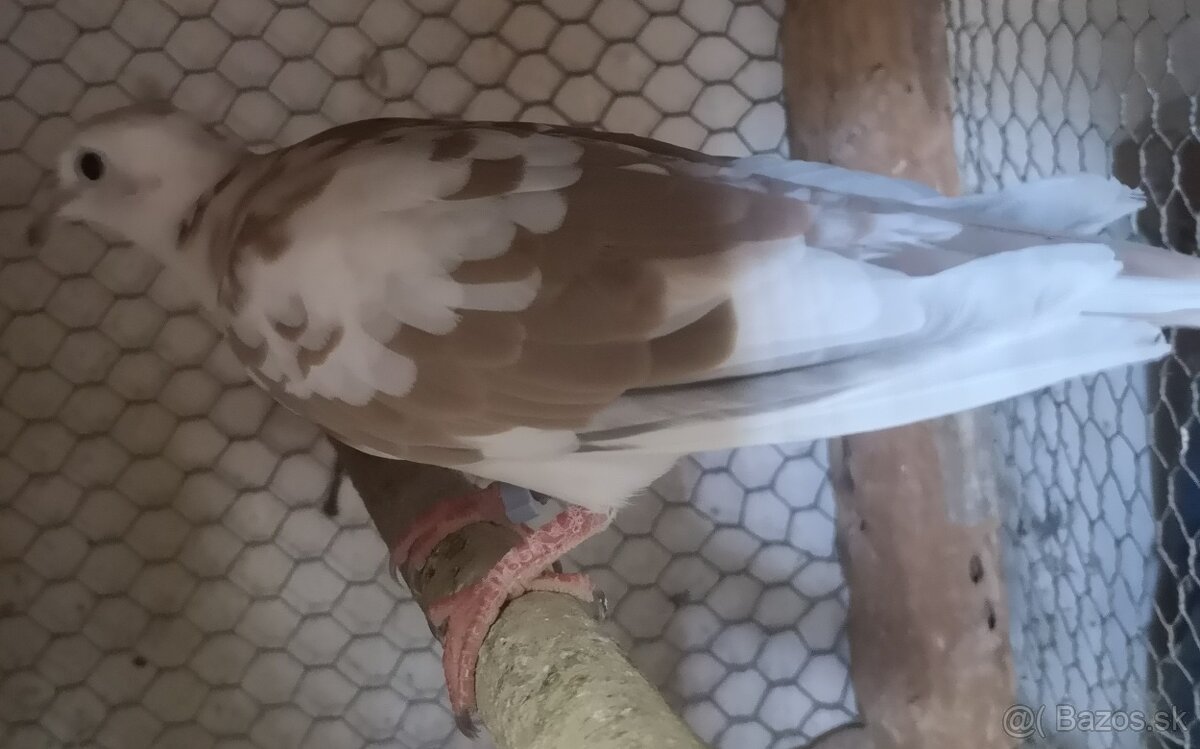 Predám chichotavé hrdličky: - 2