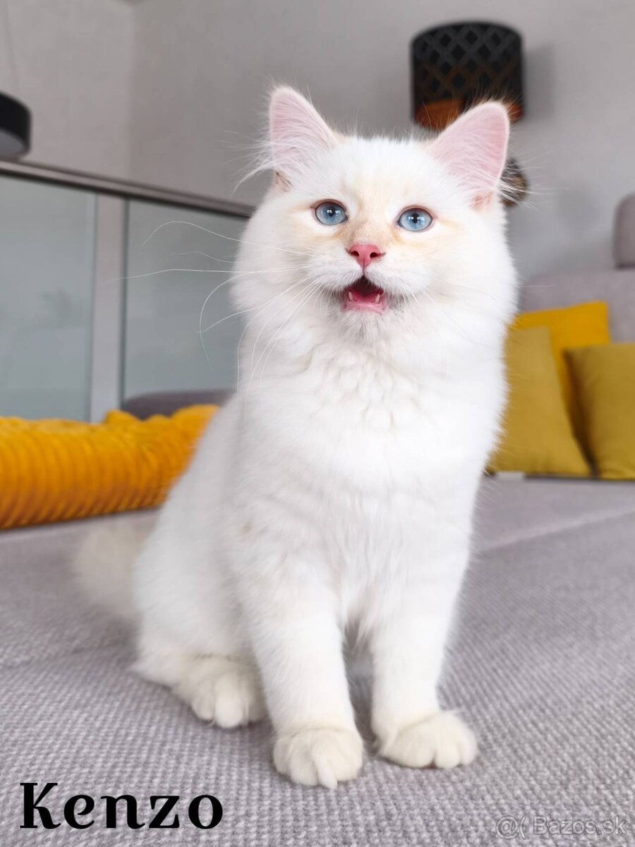 Mačiatka Neva Masquerade - 2