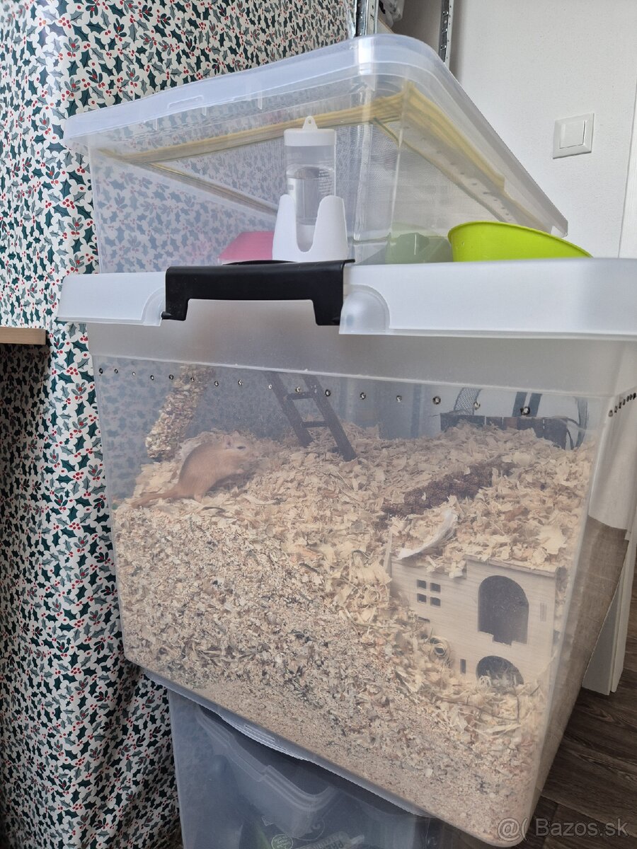 Darujem pieskomilov - 2