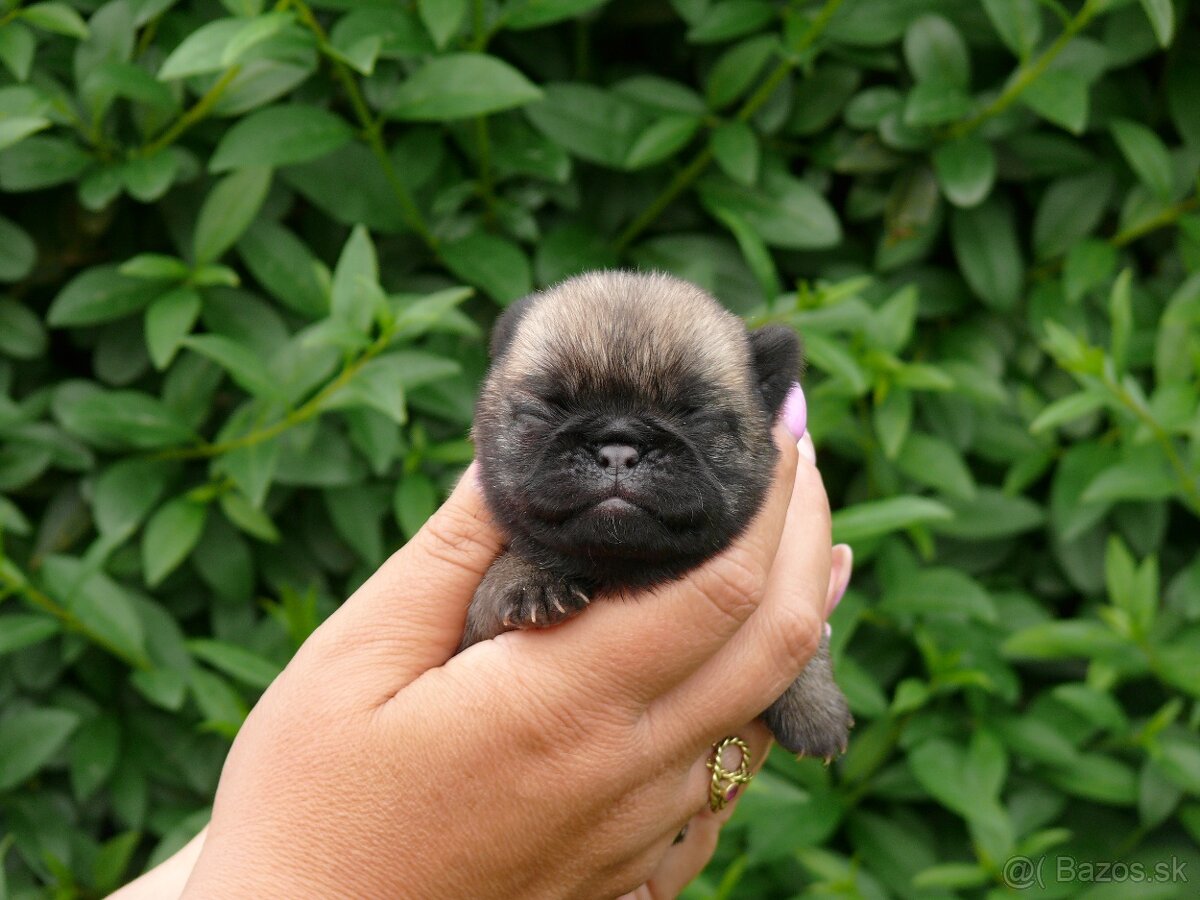 Mops - Štěňátko - 2