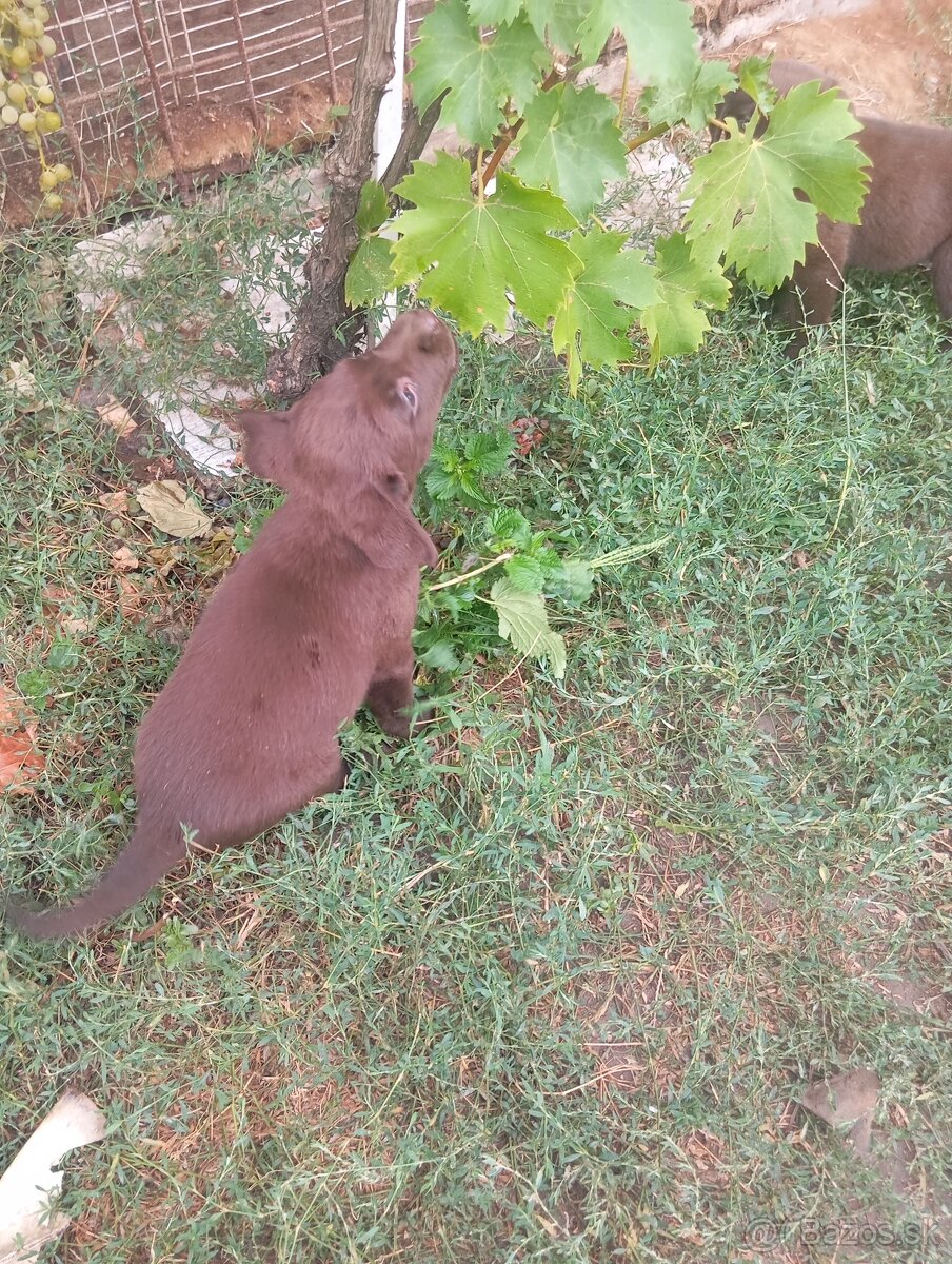 Šteniatka labradora - 2
