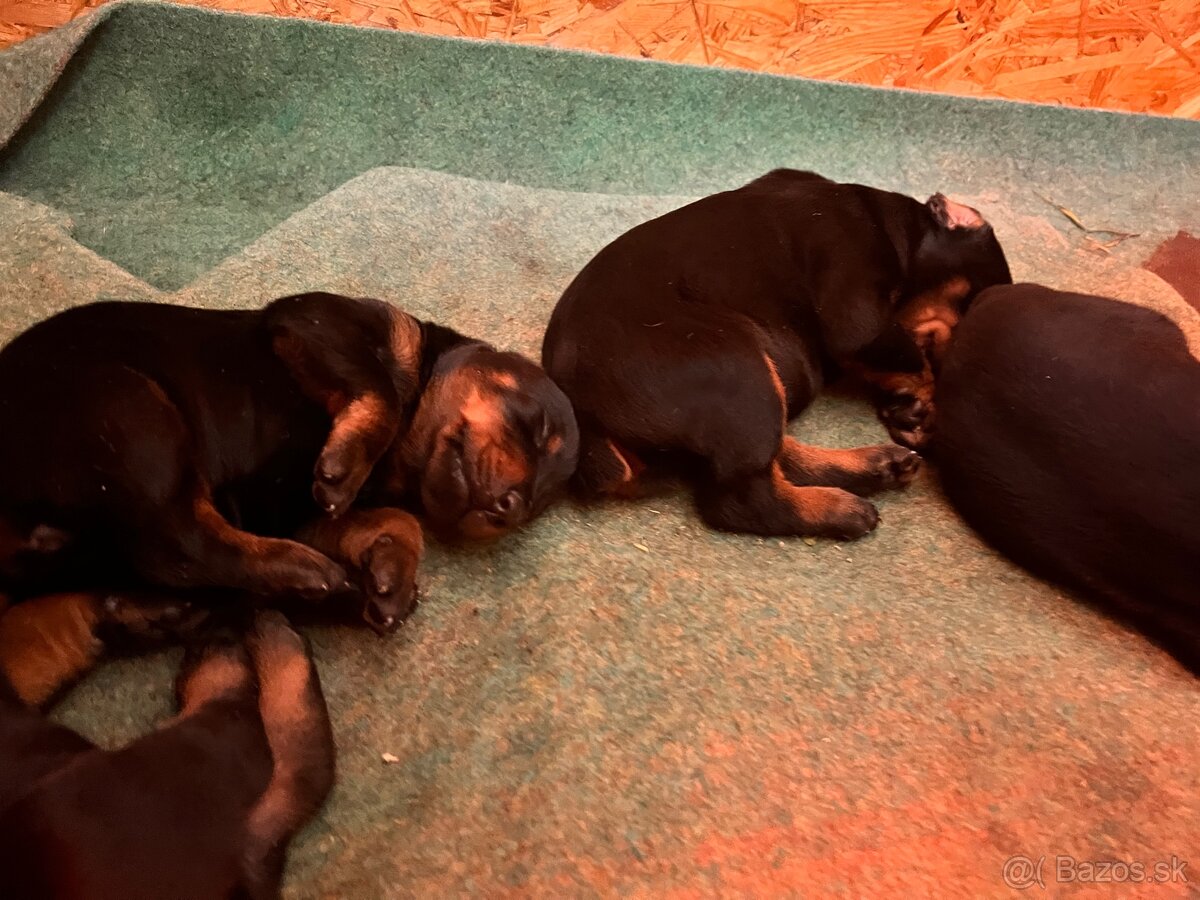 Doberman Šteniatka - 2