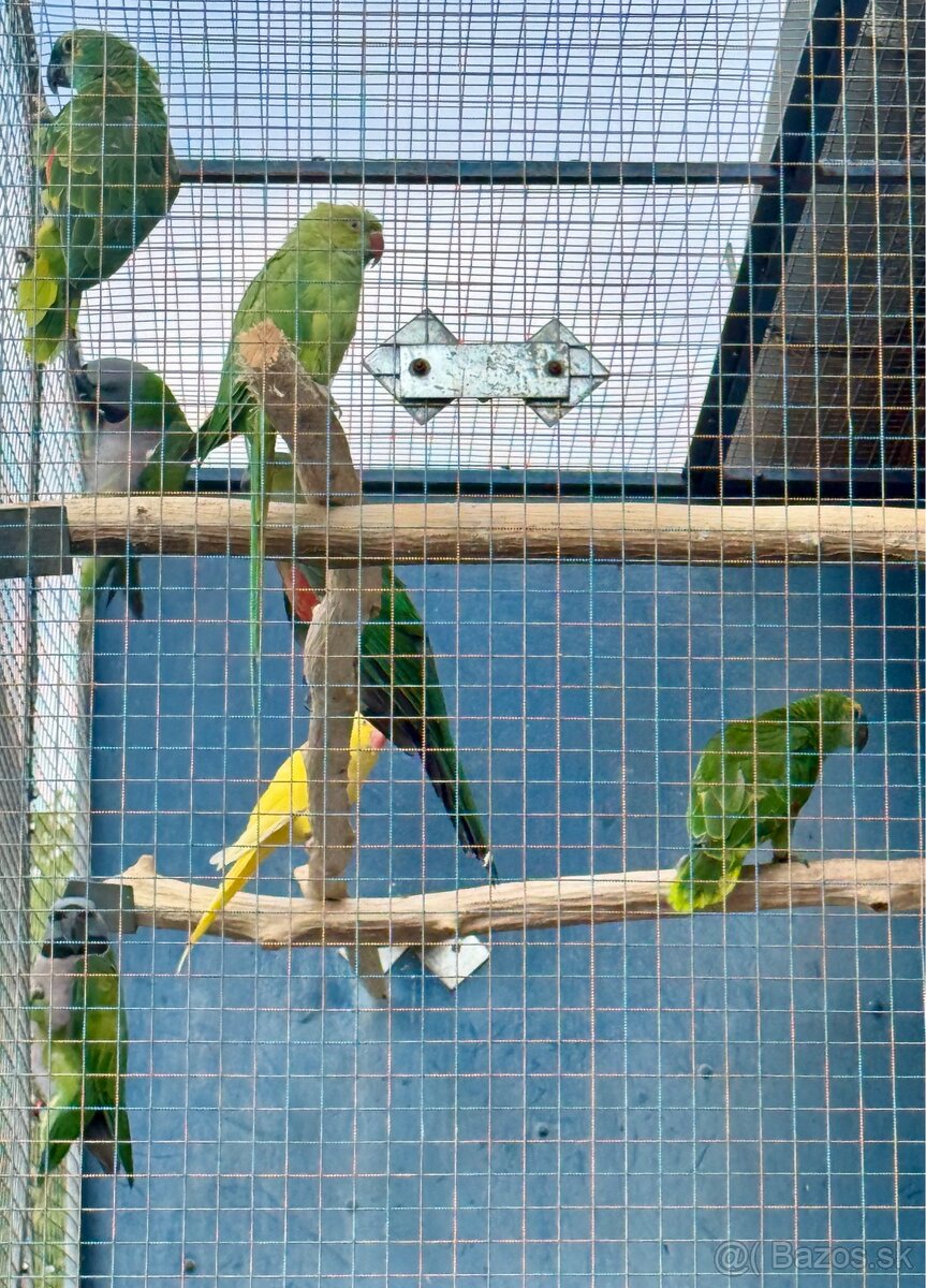 Alexander malý (zelený, žltý) a čínsky - 2