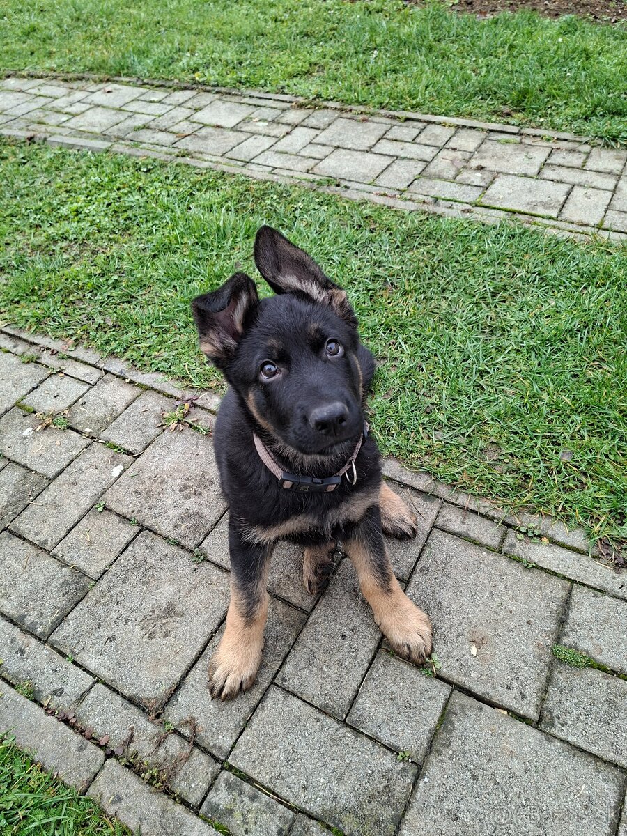 Nemecký Ovčiak - 2