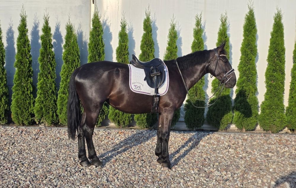 4 ročná kobylka - 2