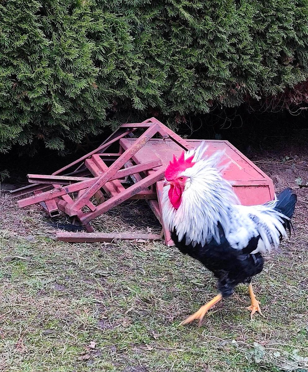 Kohút - Vlaška striebrokrká - 2