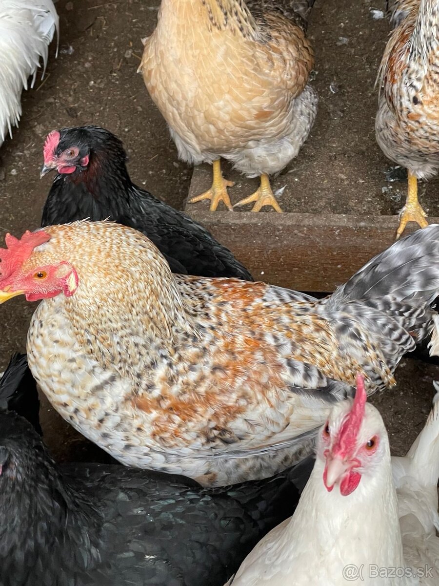 kohút na predaj Green Shell - 2