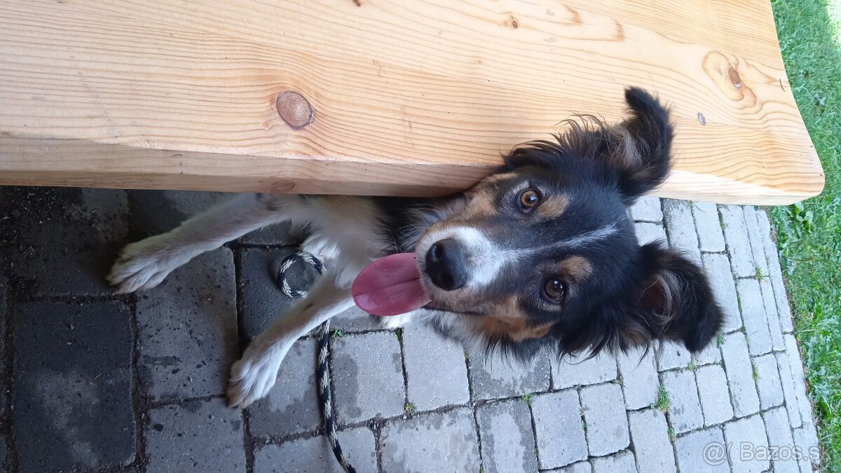 Darujem border koliu - 2