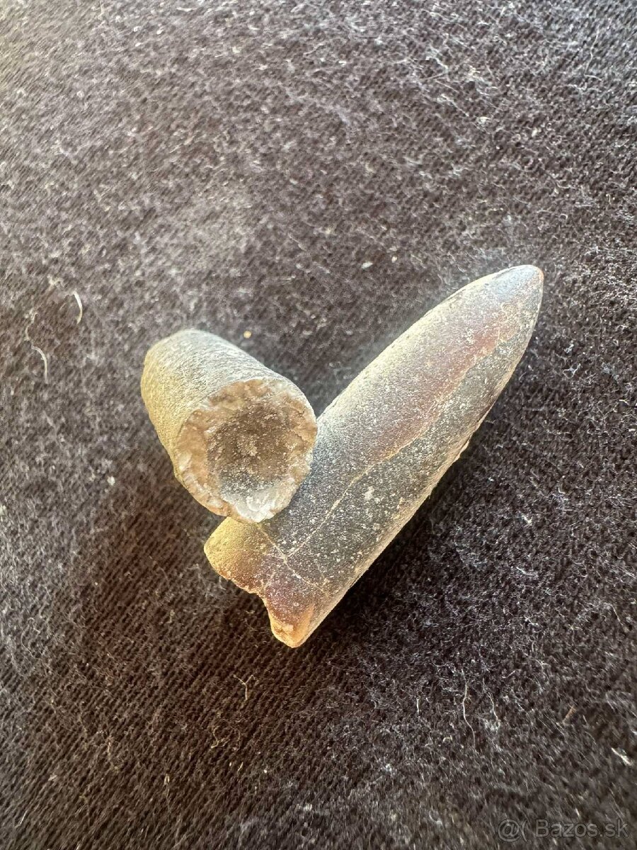 Skameneliny Orthoceras - 2
