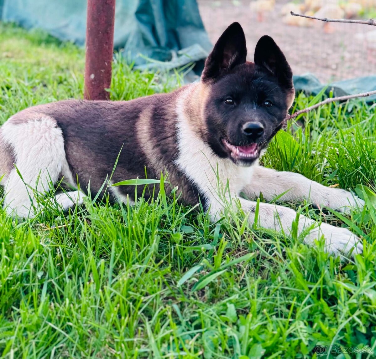 Americká Akita - 2
