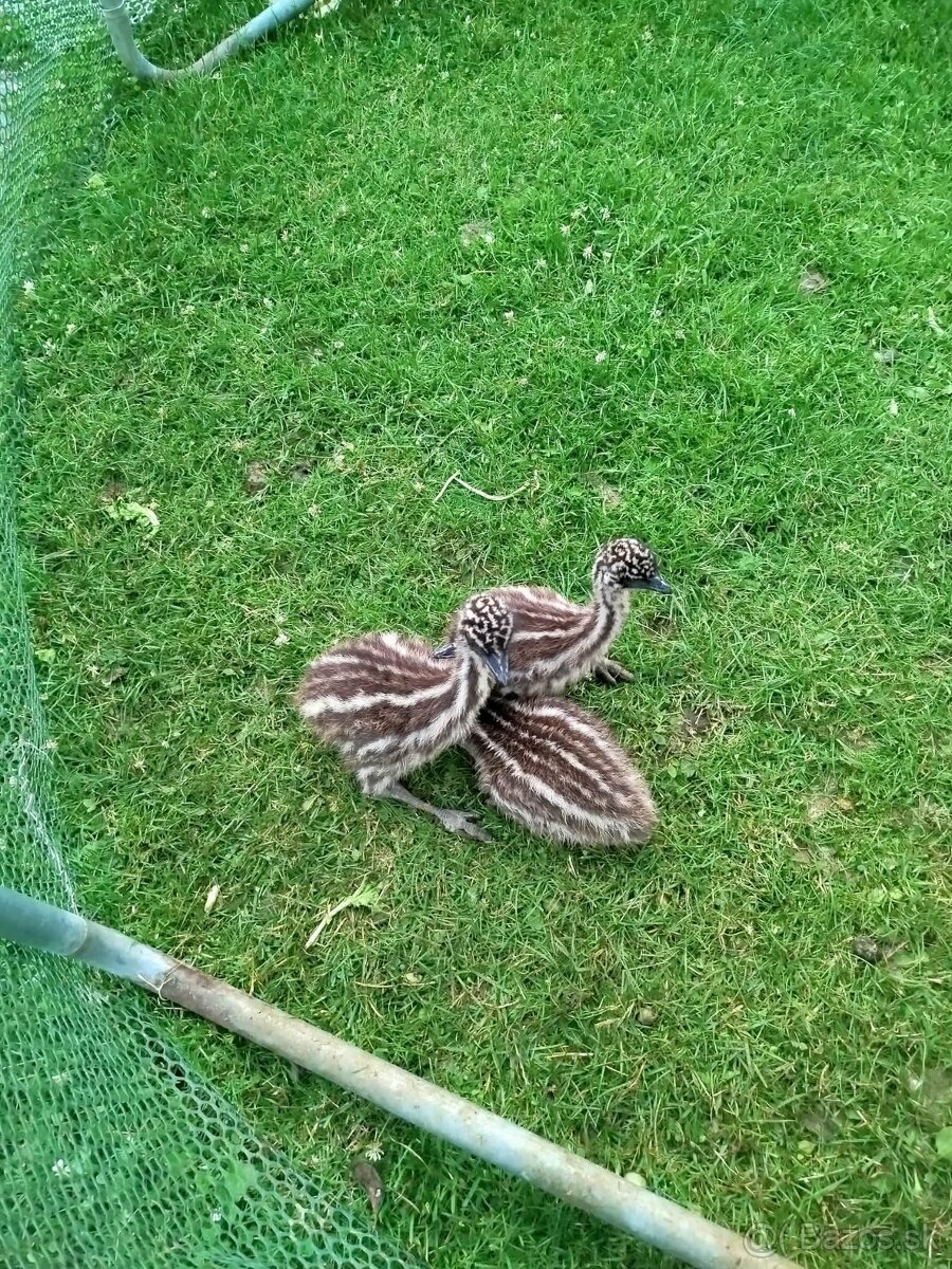 EMU hnedý - 2