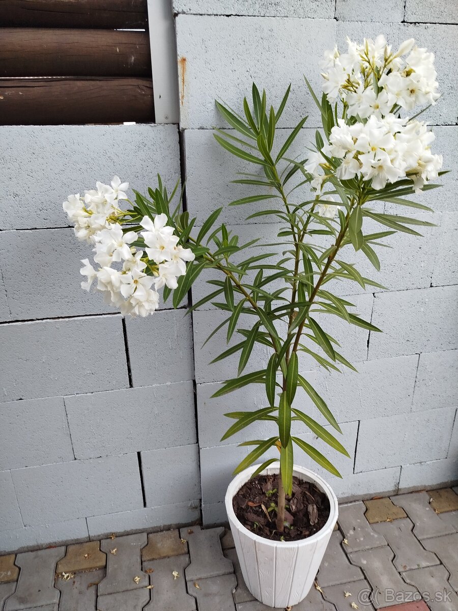 Oleander 110 CM biely - 2