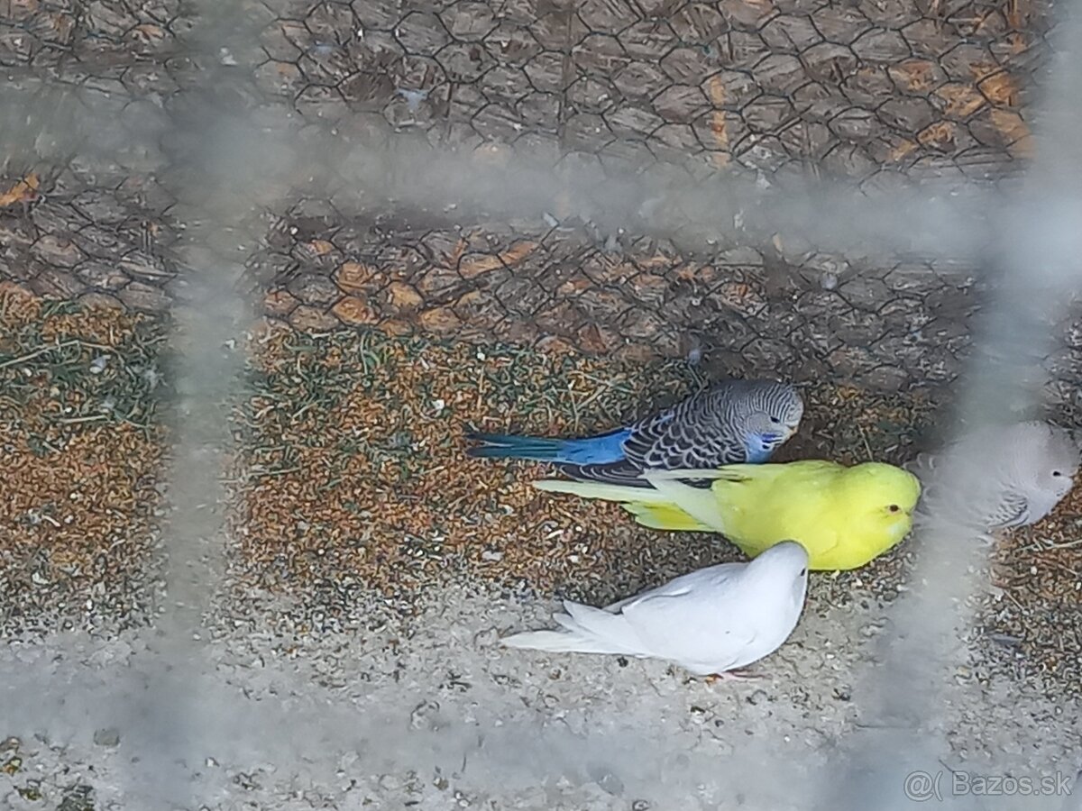 Predám andulky - 2