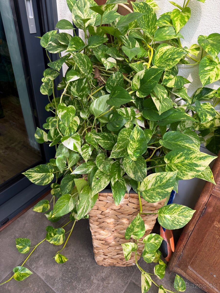 Golden Pothos - 2