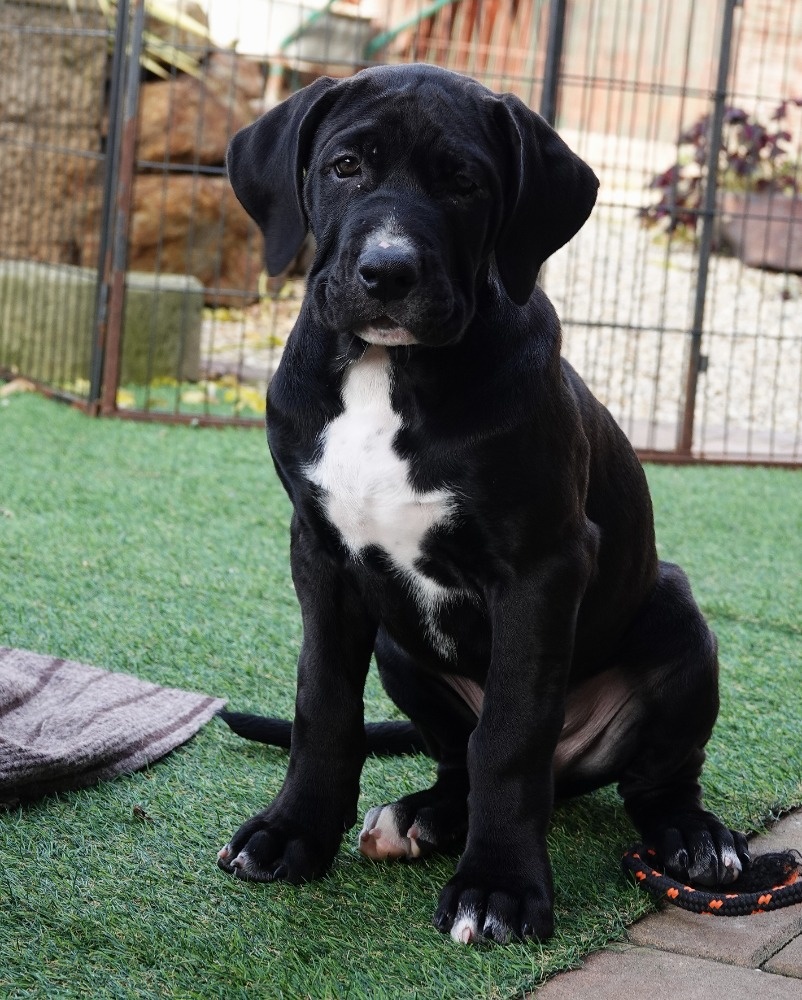 Tosa Inu - kluci k odběru - 2