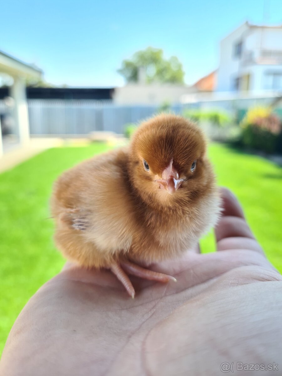 Jednodnove kuriatka, sliepocky, kohutikovia - 2