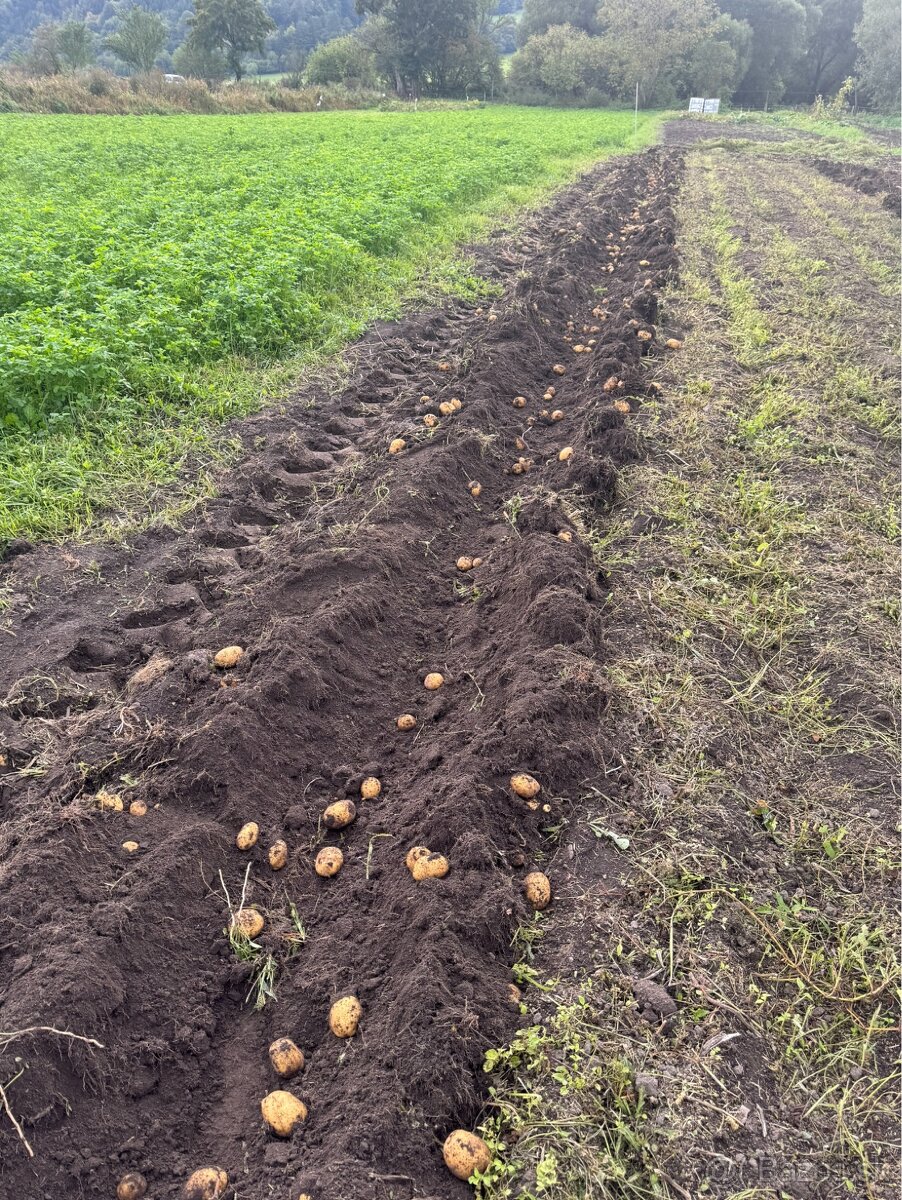 Konzumné zemiaky - 2