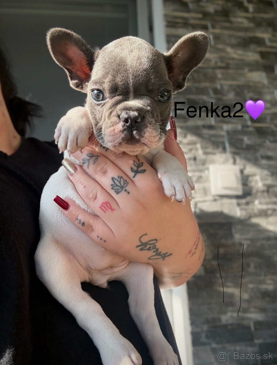 Francúzsky Buldoček Bielo Modrý - 2