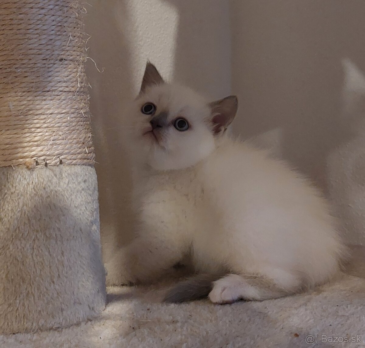 Britské mačiatka - 2