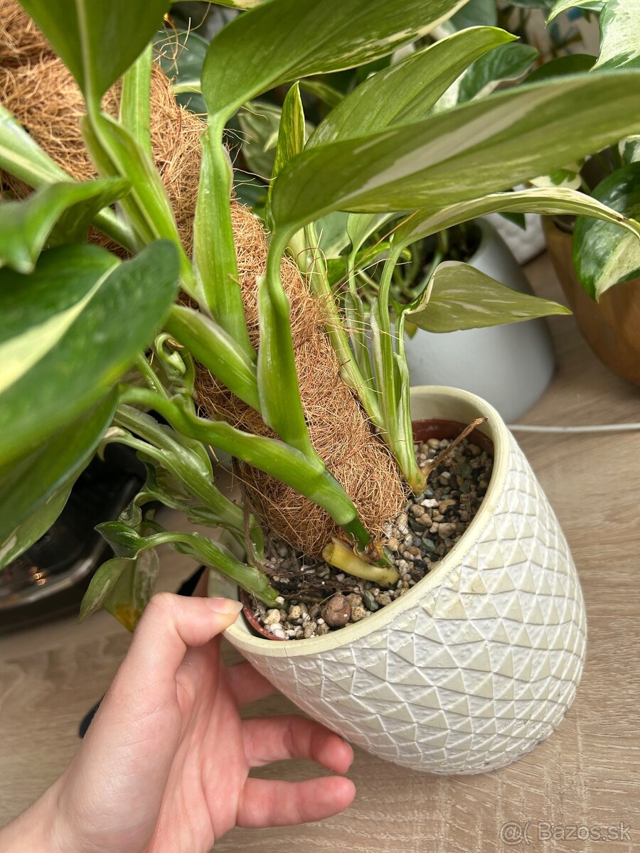 Izbové rastliny - 2