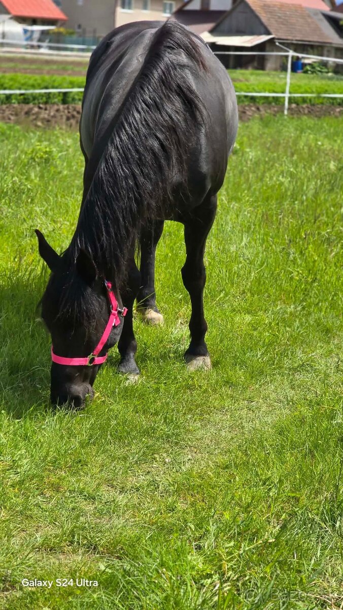 Predam 6r. kobylku - 2