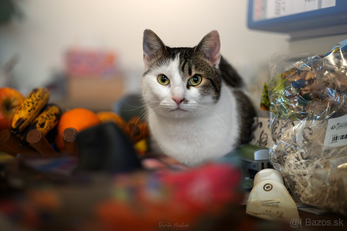 Darujem krásnu mohutnú mačičku Sylvu - 2