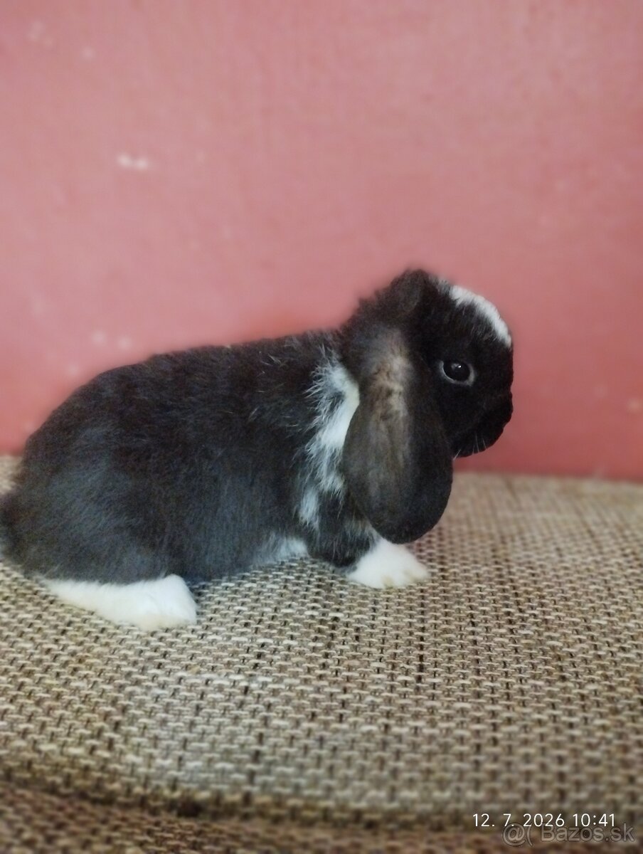 Mini lop - 2