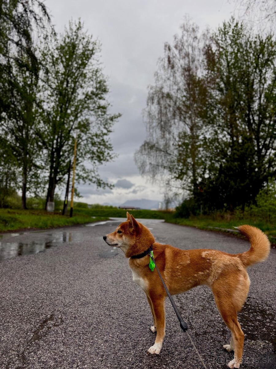 Shiba inu - 2