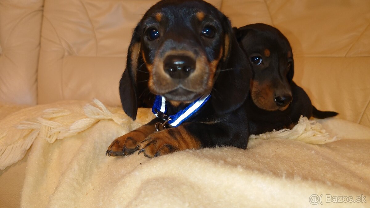 Jazvečik trpasličí hladkosrsty králičí psík - 2