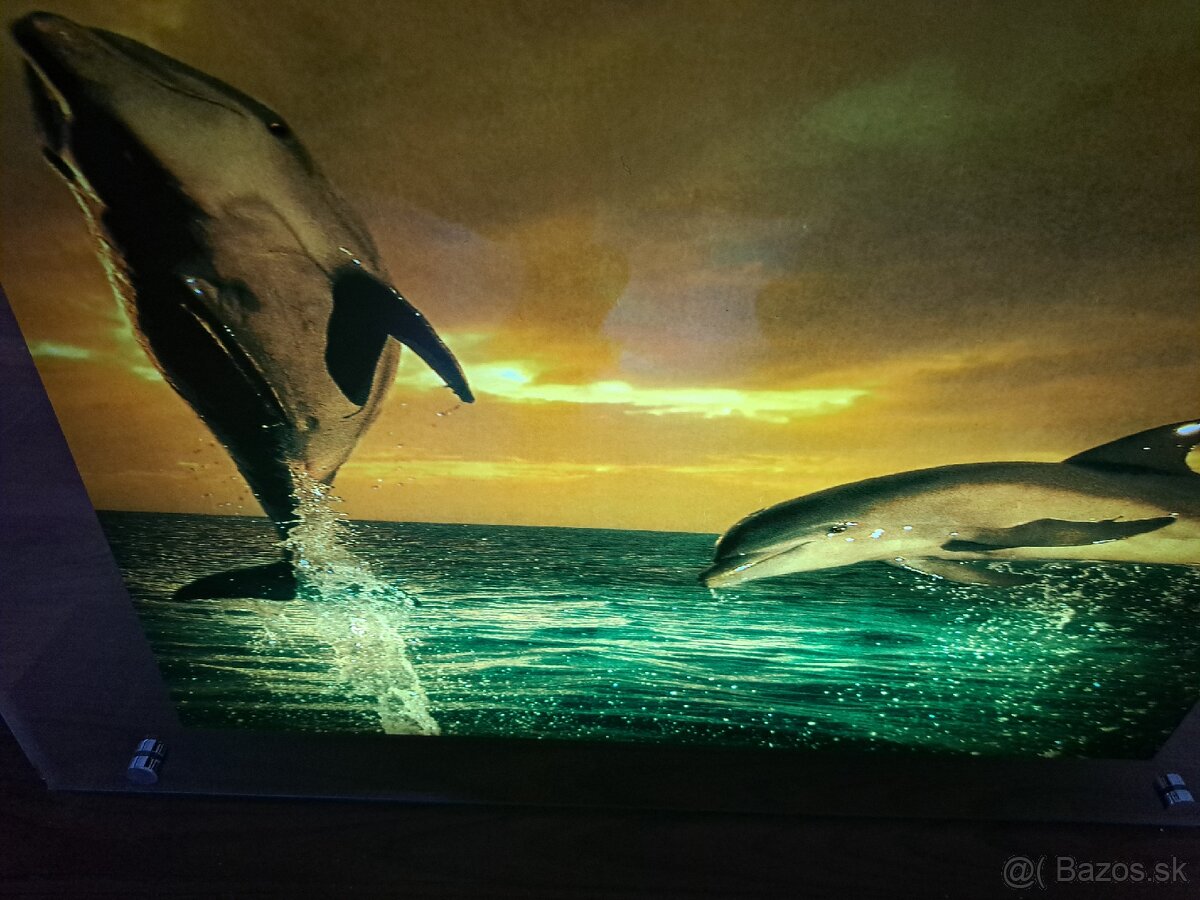 Obraz delfìny so svetlom - 2