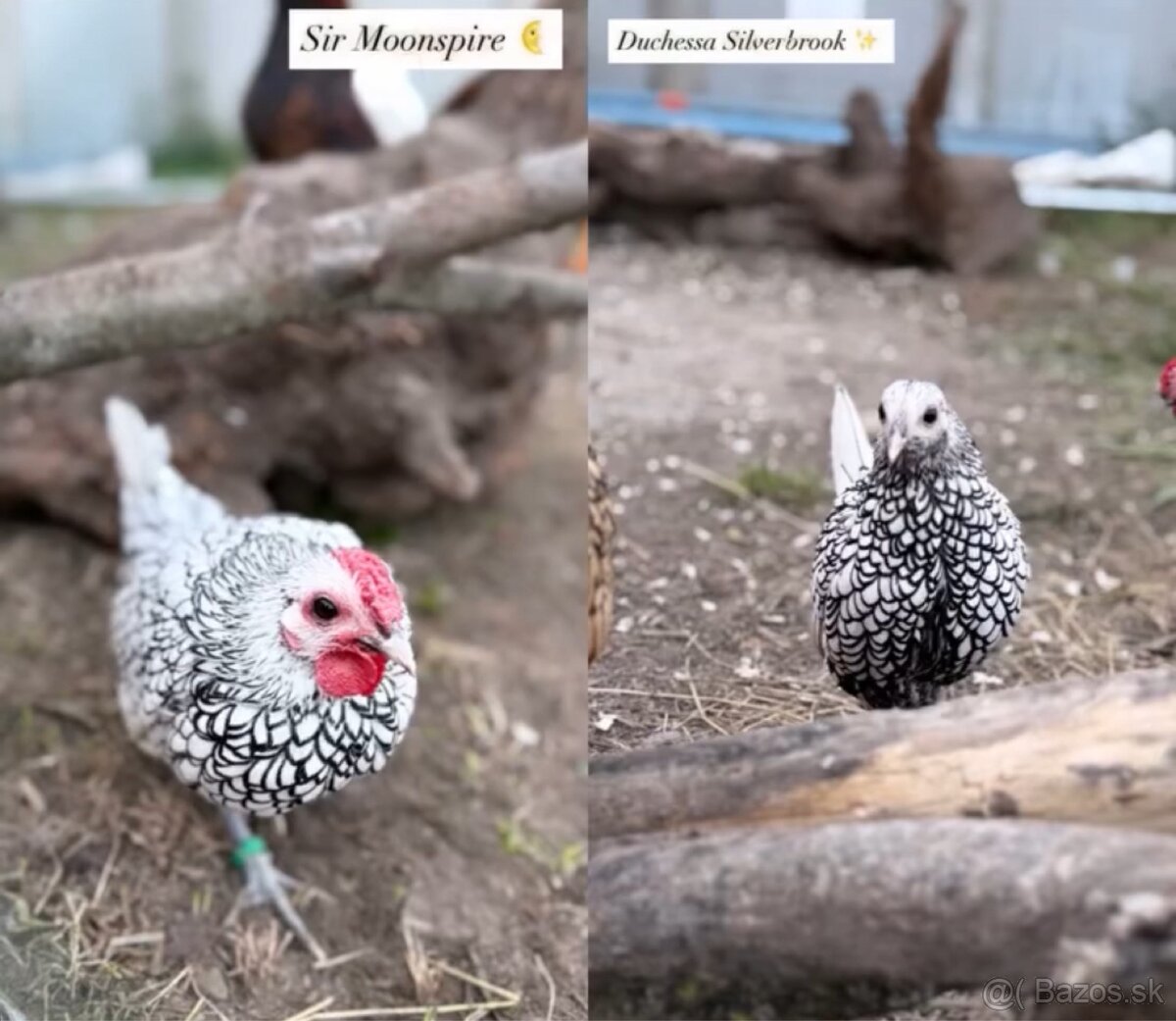 Predám Sebritky a bažanty tenebroz - 2