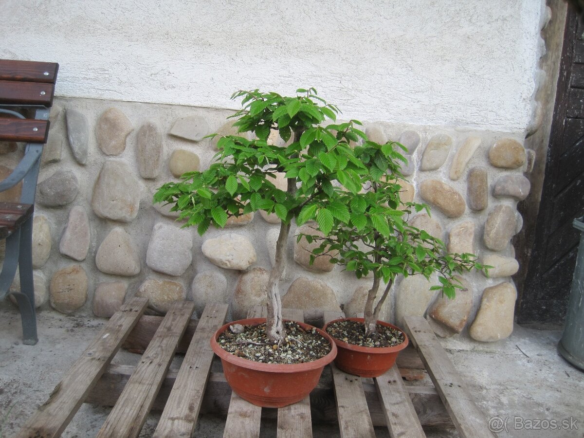 bonsai,bonsaj-hrab 5 - 2