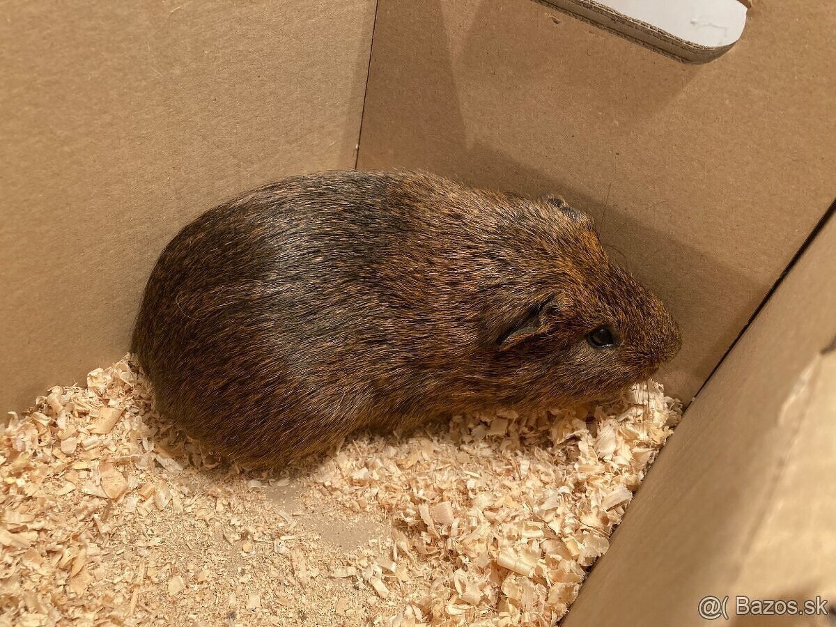 Morča, morčatá, morské prasiatka - 2