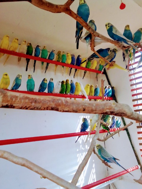 Andulky z vonkajšej voliéry - 2