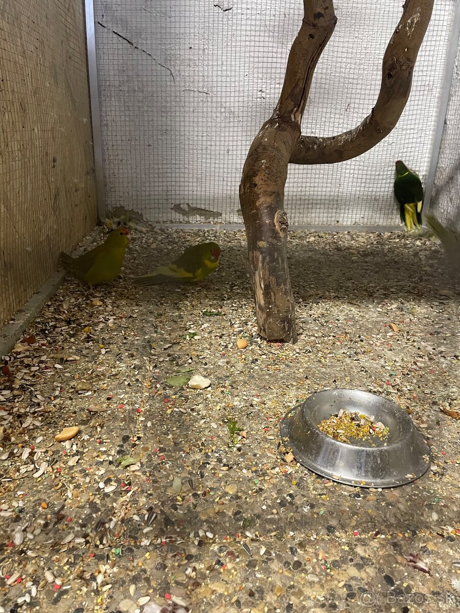 Kakariky - 2