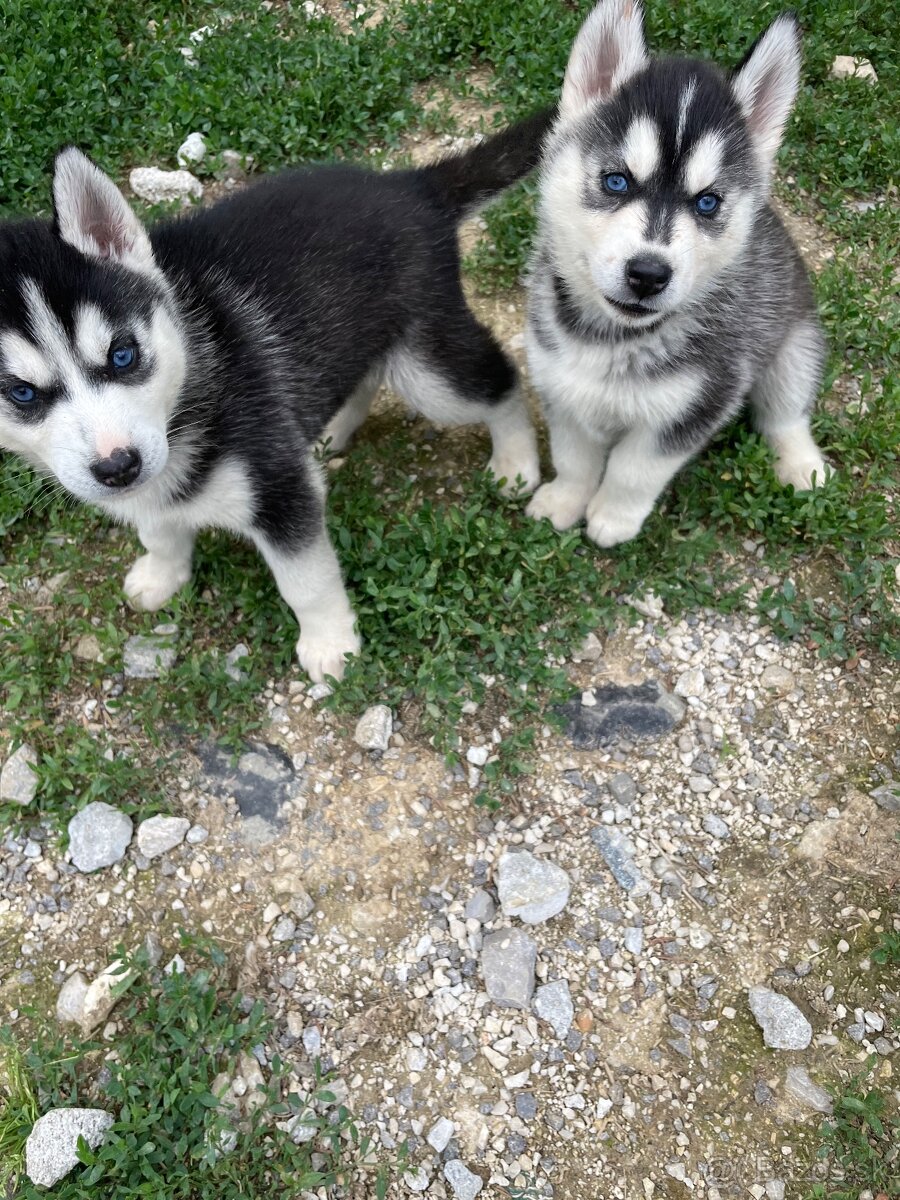 Sibirsky husky - 2