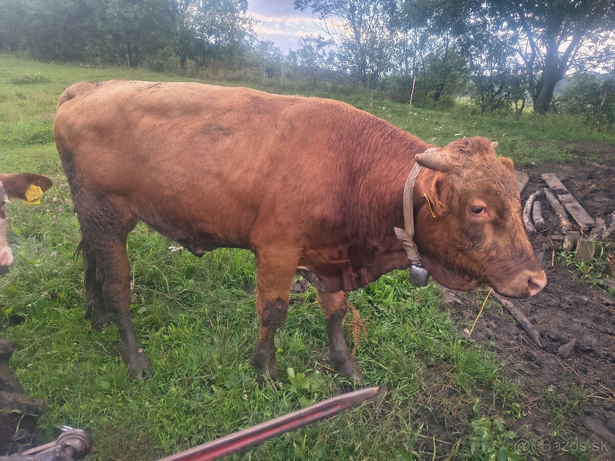 Predám býka - 2