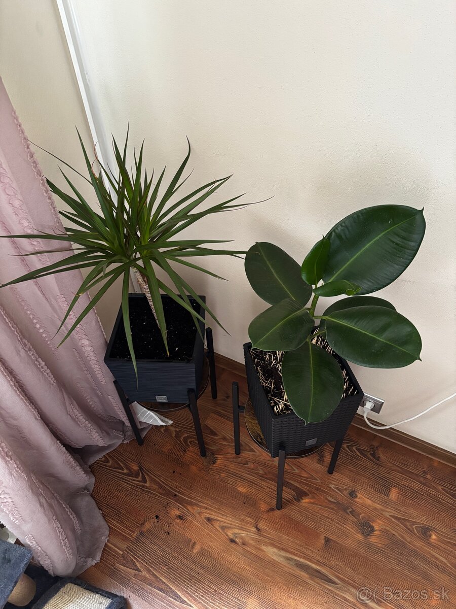 Dračinec (Dracaena) + Fikus - 2