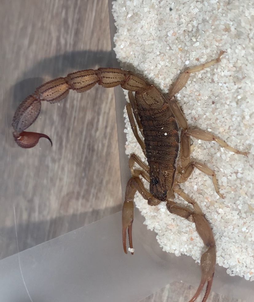 Hottentotta hottentotta,skorpion - 2