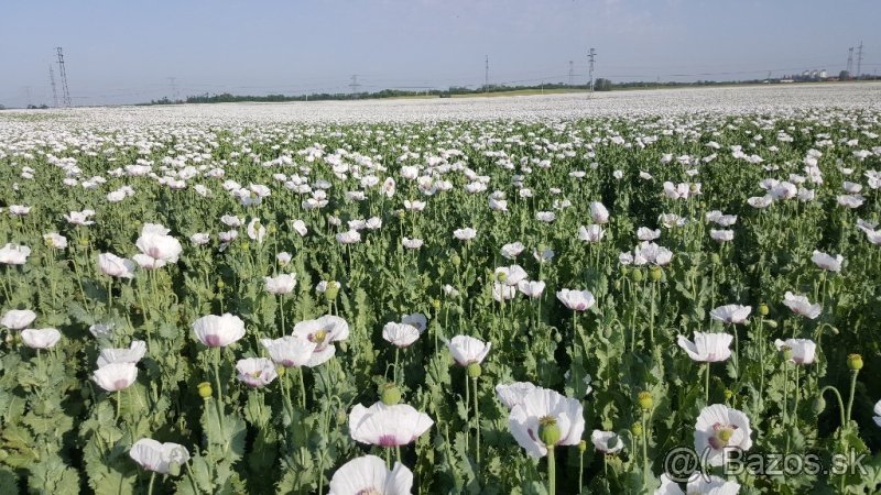 Mak modry priamo od pestovatela uroda 2025 - 2