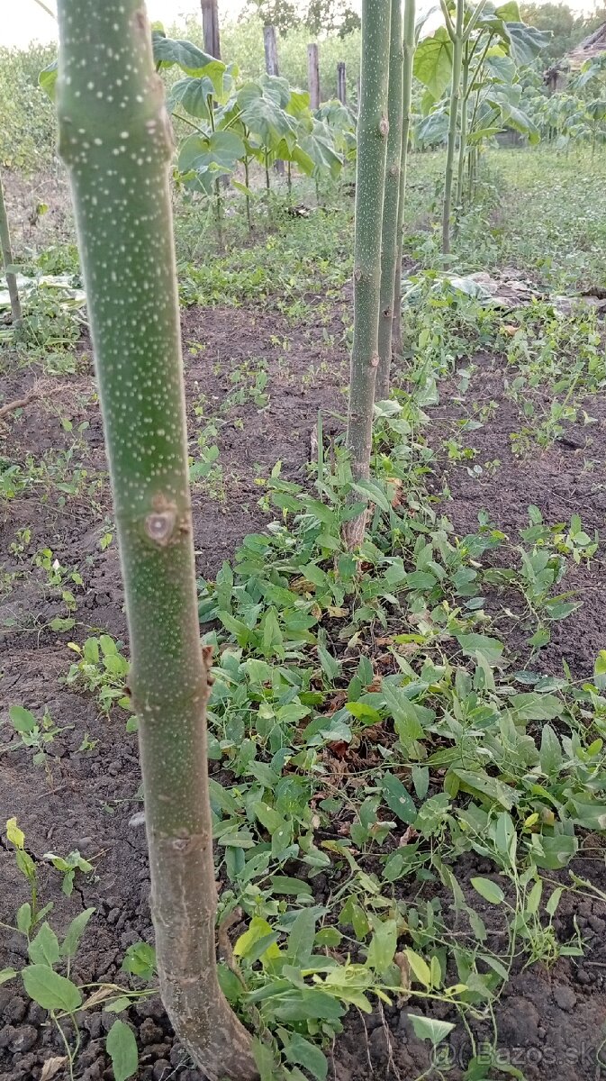 Paulownia Tomentosa - 2