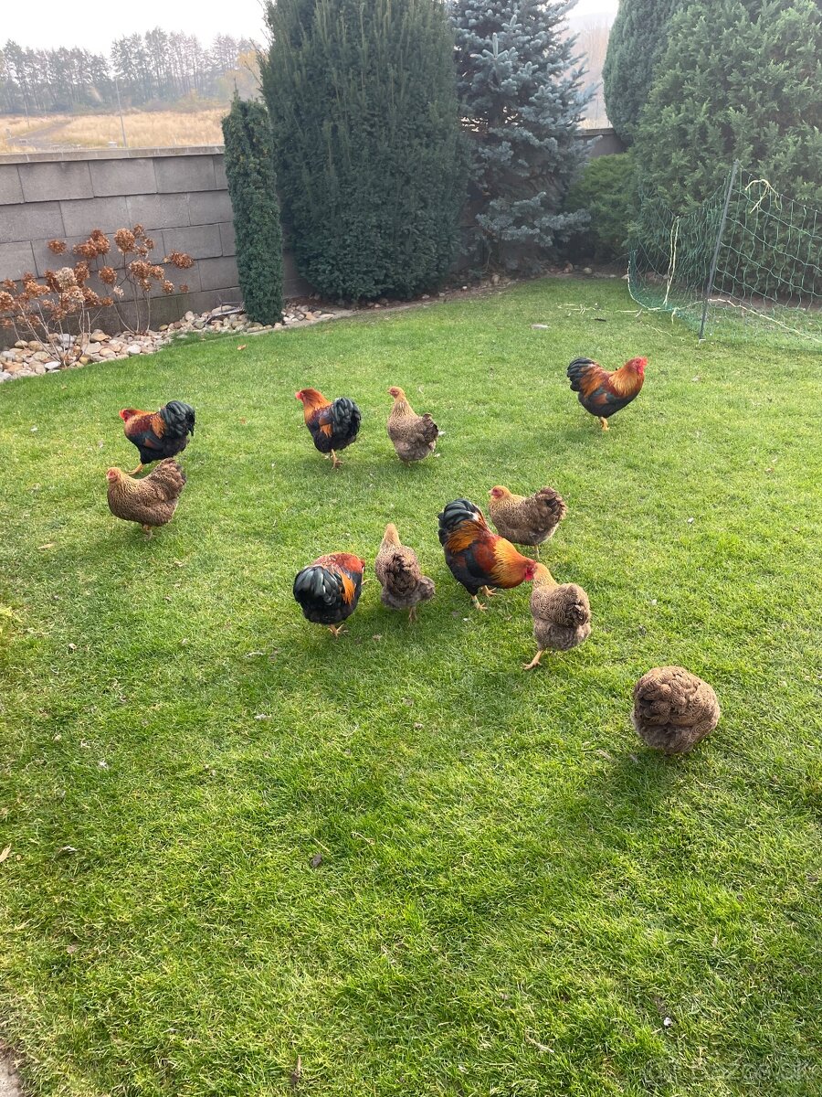 zdr. wyandotka jarabičia vlnitá - 2