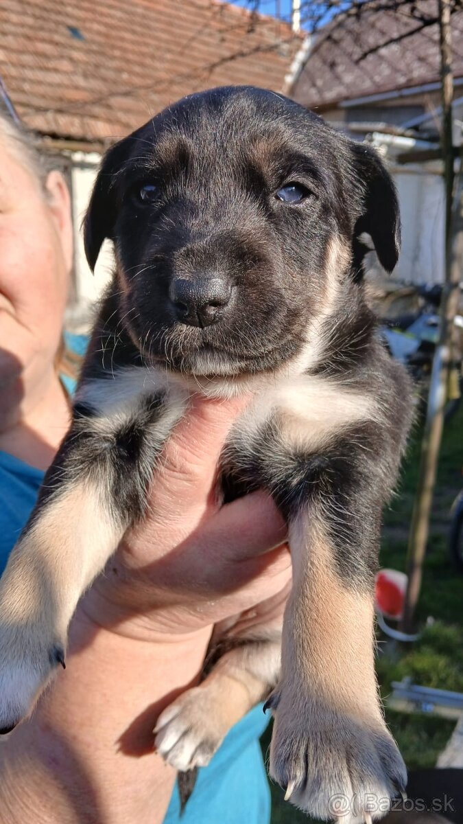 Darujem šteniatko - 2