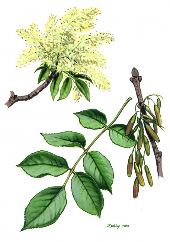 Jaseň mannový - sadenica - 2