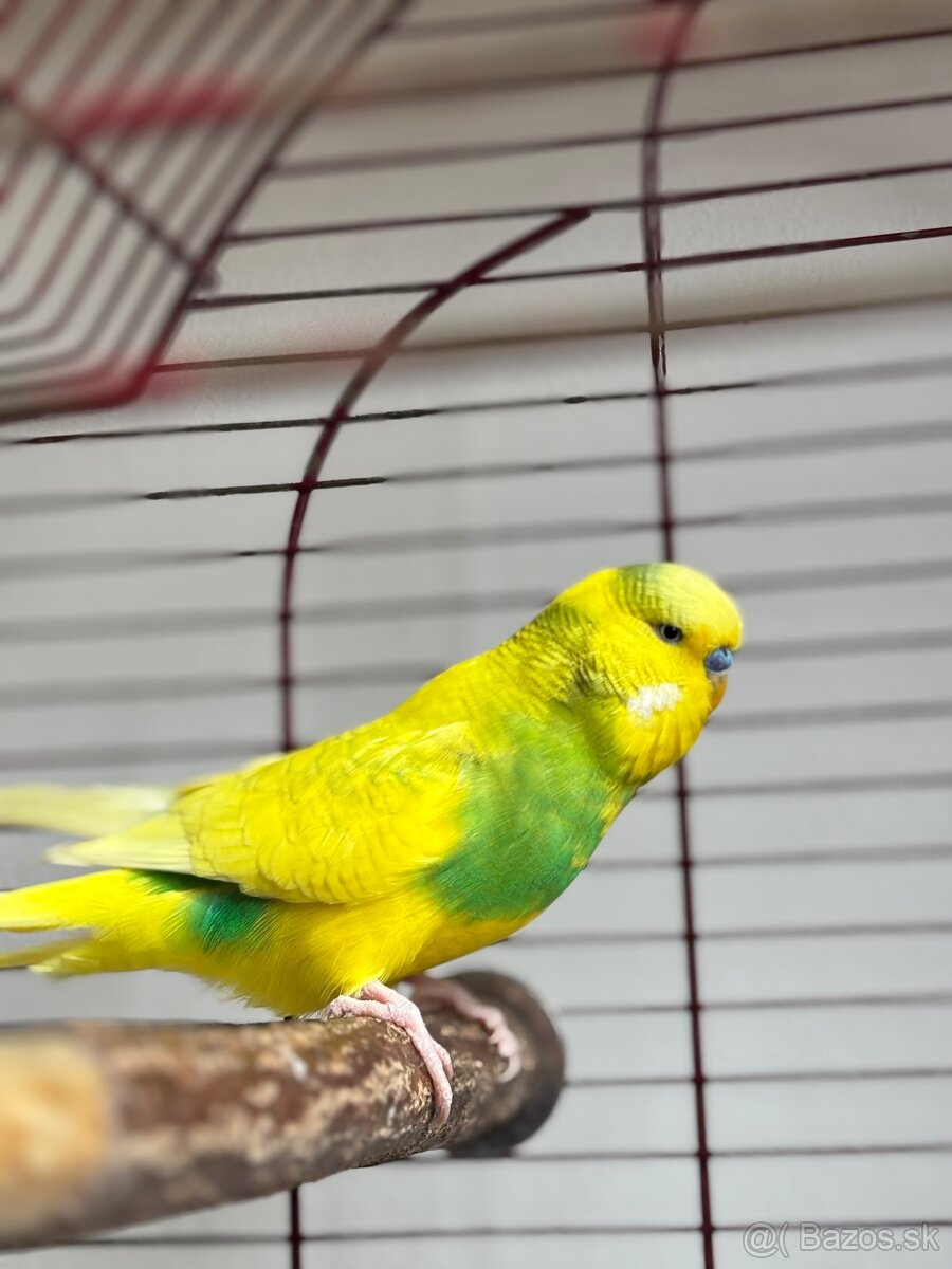 Andulka + Klietka - 2