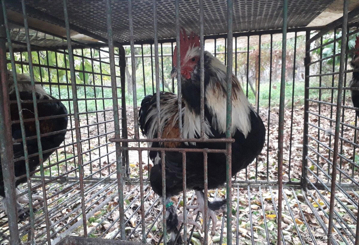 Kohut Faverolka lososova - 2