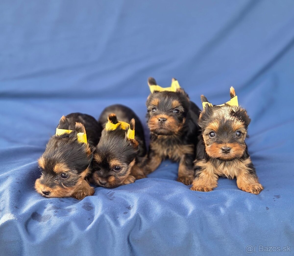 Yorkshirsky terier - 2